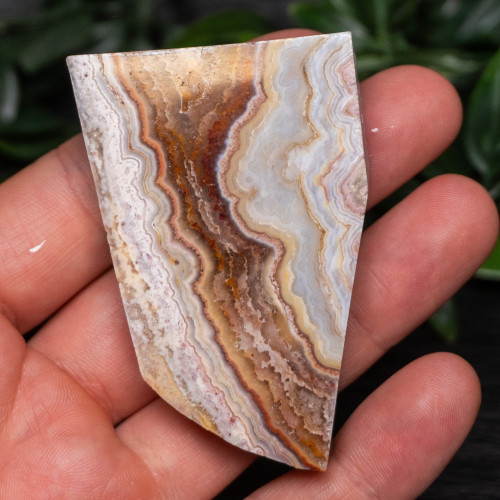 Pink Lace Chalcedony Slice #3