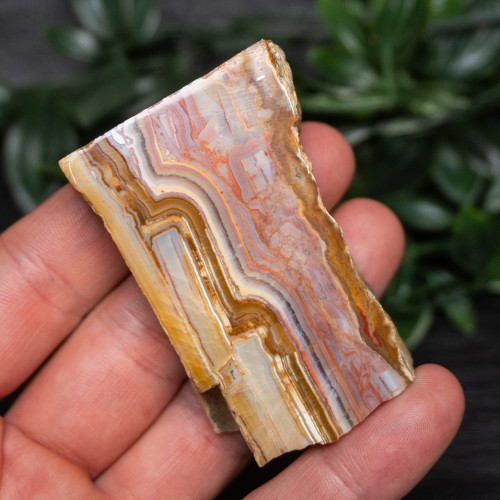 Pink Lace Chalcedony Slice #1