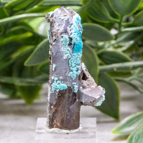 Quantum Quattro on Smoky Quartz #1