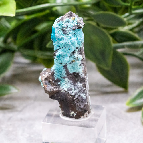 Quantum Quattro on Smoky Quartz #1