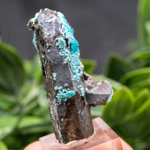 Quantum Quattro on Smoky Quartz #1