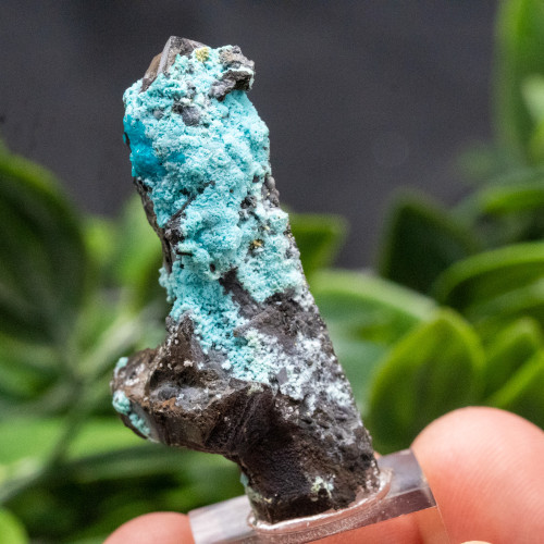 Quantum Quattro on Smoky Quartz #1