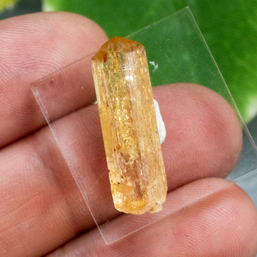 Imperial Topaz on Stand #1