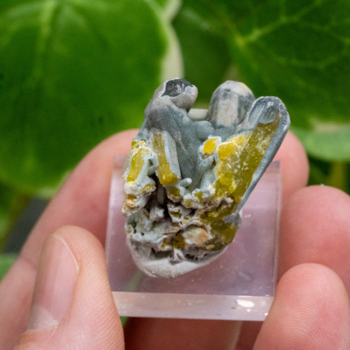 Plumbogummite on Stand #1