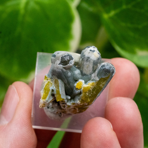 Plumbogummite on Stand #1