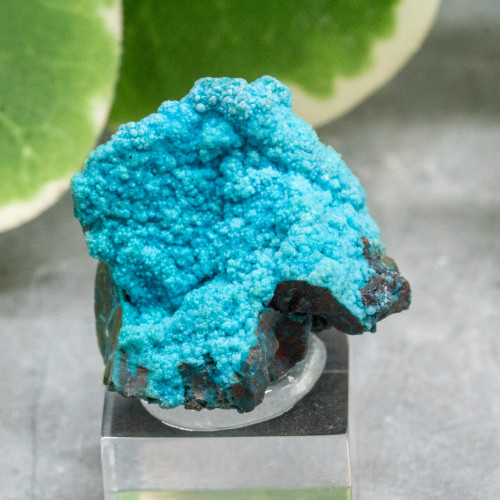 Quantum Quattro on Stand #1