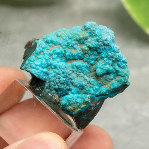 Quantum Quattro on Stand #1