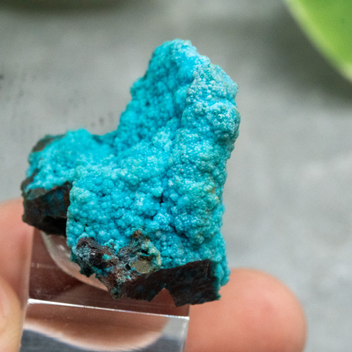 Quantum Quattro on Stand #1