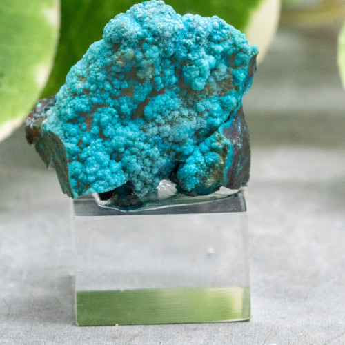 Quantum Quattro on Stand #1