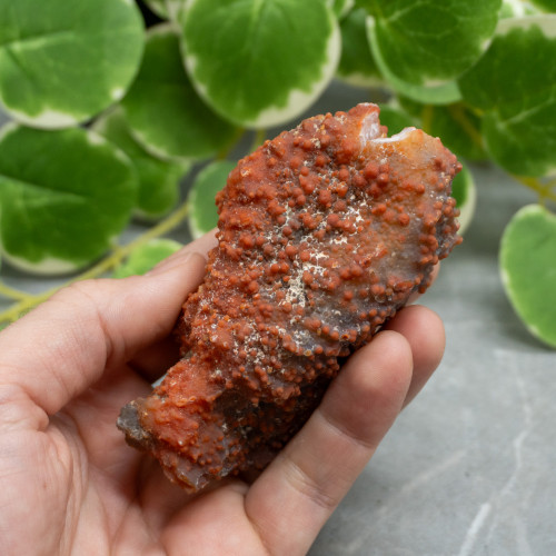 Red Grape Agate #11