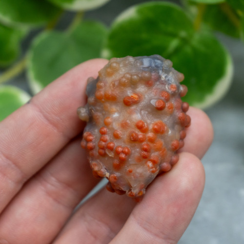Red Grape Agate #9