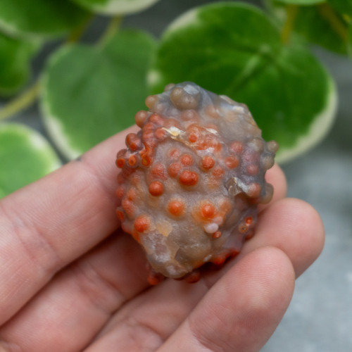 Red Grape Agate #9