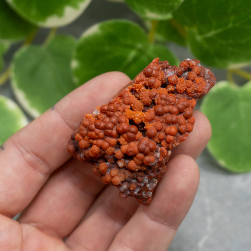 Red Grape Agate #7