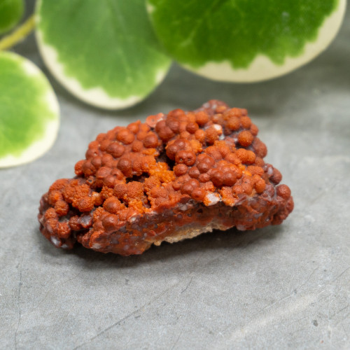 Red Grape Agate #7