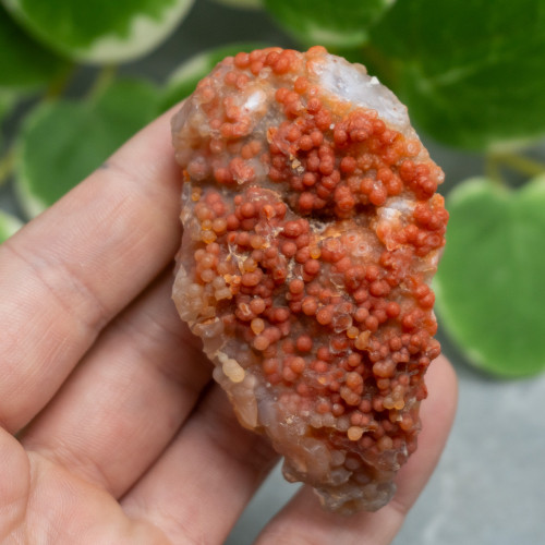 Red Grape Agate #6