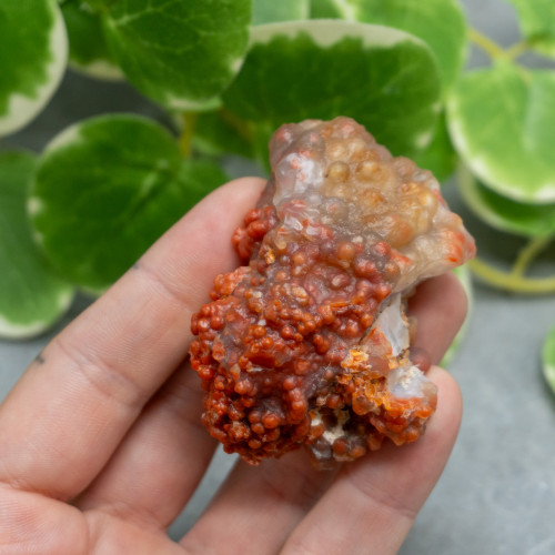 Red Grape Agate #4