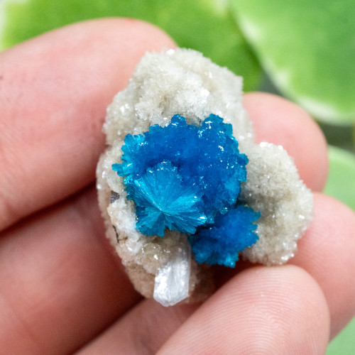 Cavansite A+ Quality #1