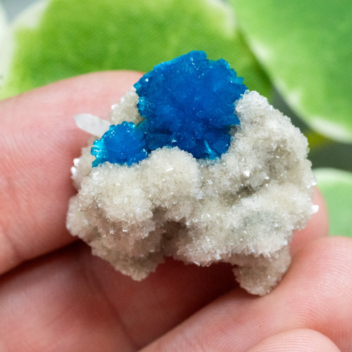 Cavansite A+ Quality #1