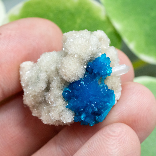 Cavansite A+ Quality #1