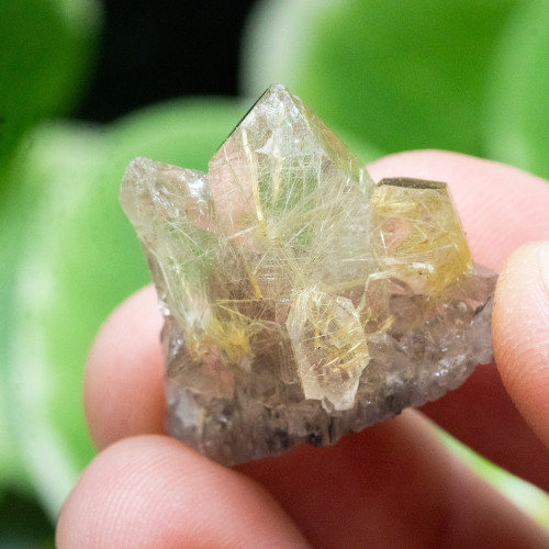 Rutile in Quartz #2