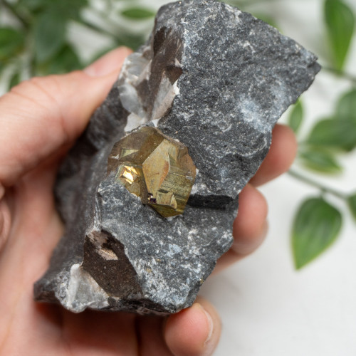 Pyrite in Shale #2