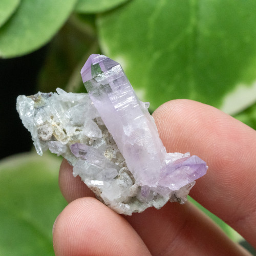 Vera Cruz Amethyst #13