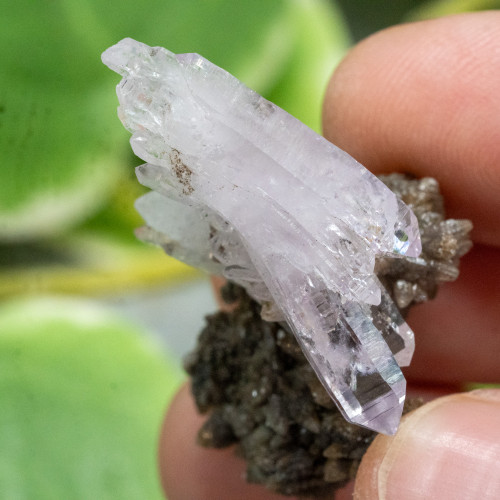 Vera Cruz Amethyst #11