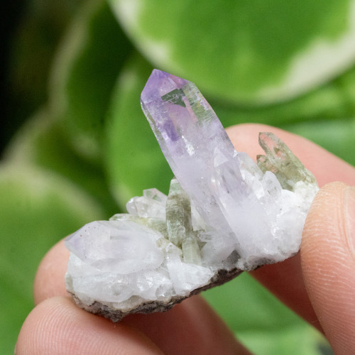 Vera Cruz Amethyst #9