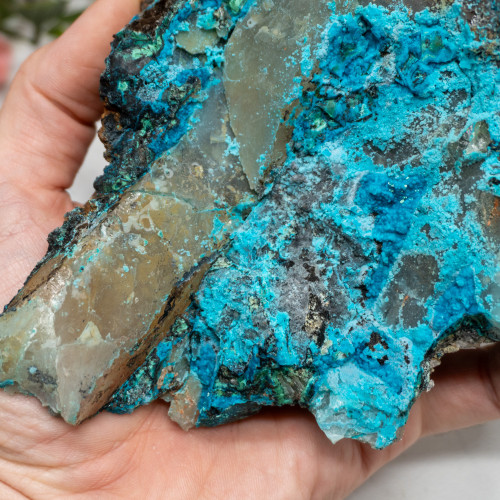 XL Quantum Quattro #1