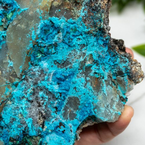 XL Quantum Quattro #1