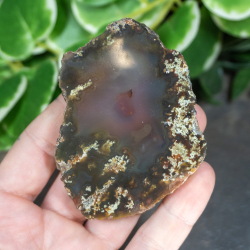 Timor Agate Slice #6