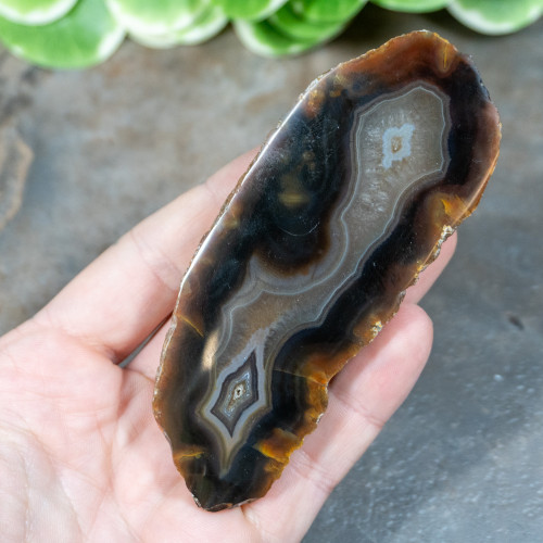 Timor Agate Slice #4