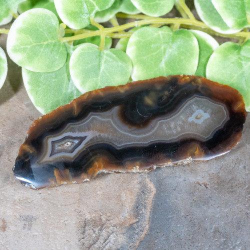 Timor Agate Slice #4