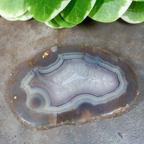 Timor Agate Slice #3