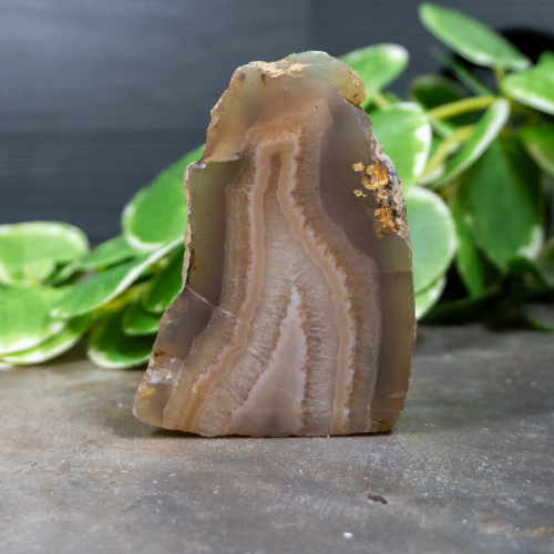 Timor Agate Slice #2