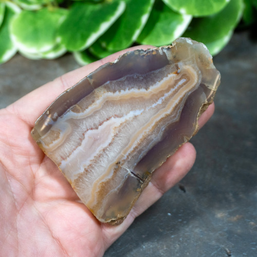 Timor Agate Slice #2