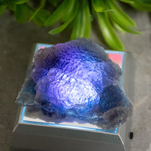 Purple & Green Fluorite With Colorless Fluorite #1