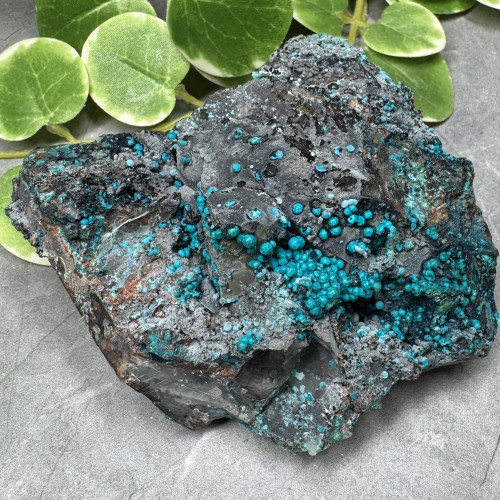 XL Quantum Quattro #2