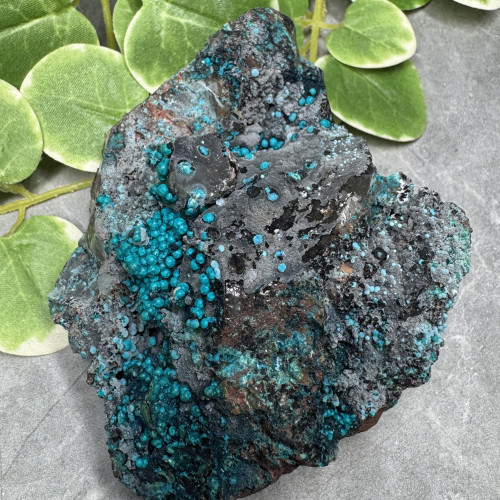 XL Quantum Quattro #2