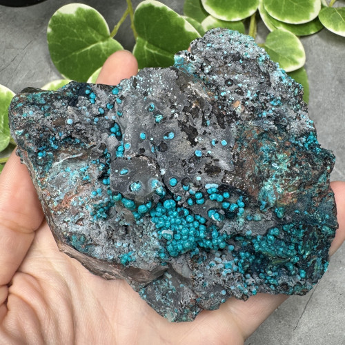 XL Quantum Quattro #2