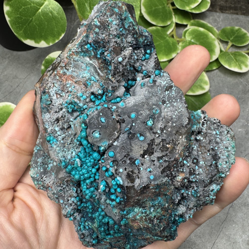 XL Quantum Quattro #2