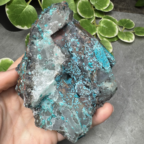 XL Quantum Quattro #2