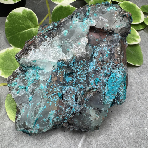 XL Quantum Quattro #2