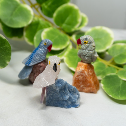 Crystal Bird on Crystal Matrix Random