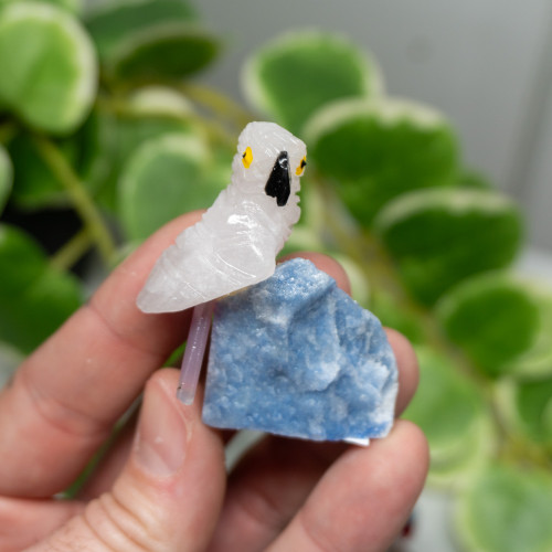 Crystal Bird on Crystal Matrix Random