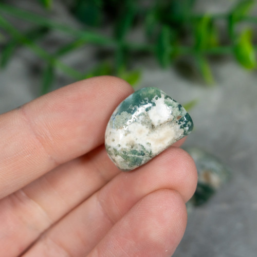 Tree Agate Tumbled