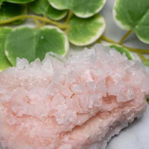 Pink Halite #12