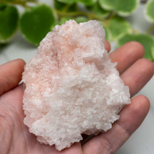 Pink Halite #3