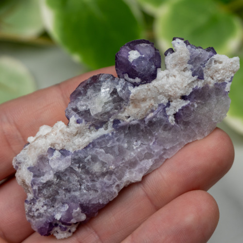 Tombstone Fluorite (Arizona) #4