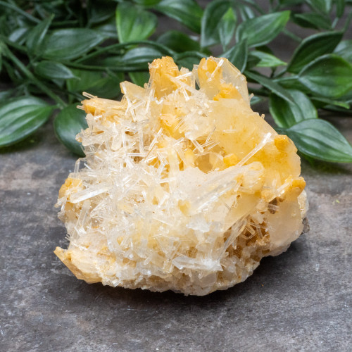 Mango Quartz #19
